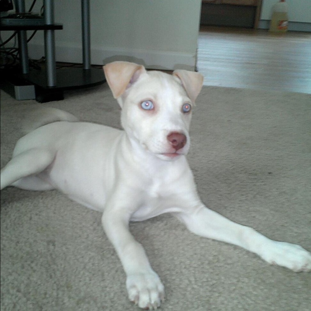 Meet your Posher, Bree